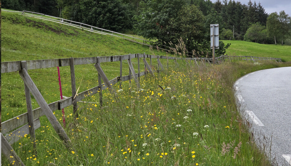 Det har blitt større bevissthet om hvor viktig veikanter er for naturmangfoldet. Det kan bety mye for hvordan det går med bestandene av insekter, mener NINA-forsker.