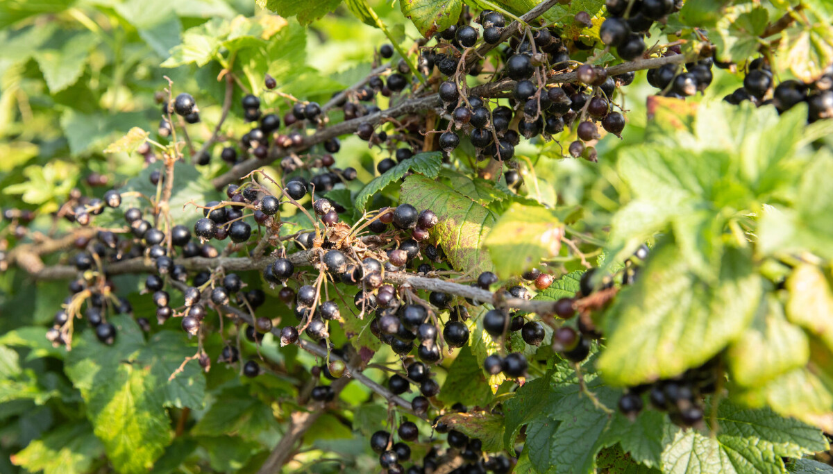 Bærene som var forbudt i USA i nesten 100 år: – Vi bør alle spise mer av dem