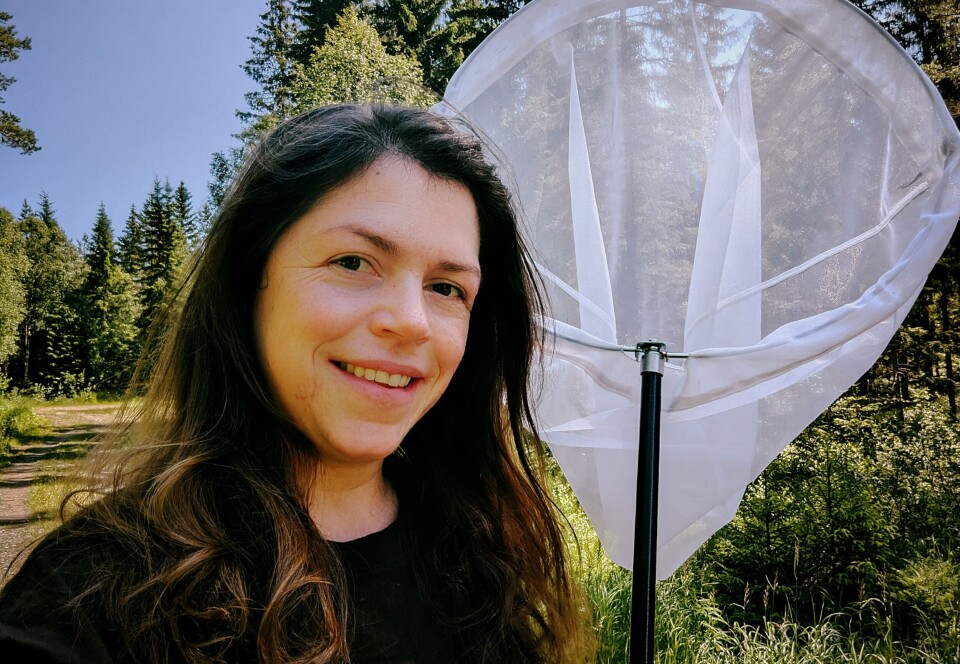 Linn Anette Haug er ungdomsskolelærer til daglig. Hver sommer i ti år har hun vært ute og hjulpet forskerne med å kartlegge insekter på Østlandet. – Jeg er glad i alle insekter, men det er jo noe spesielt med humler, sier hun.