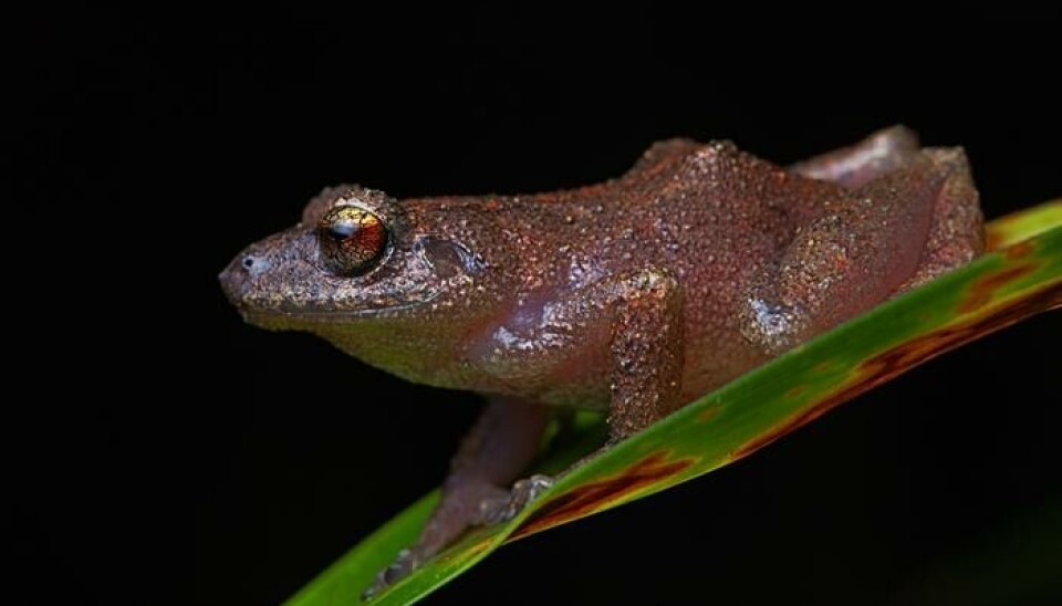 Pristimantis yonke er en av froskene som ble funnet. Arten Pristimantis yonke.