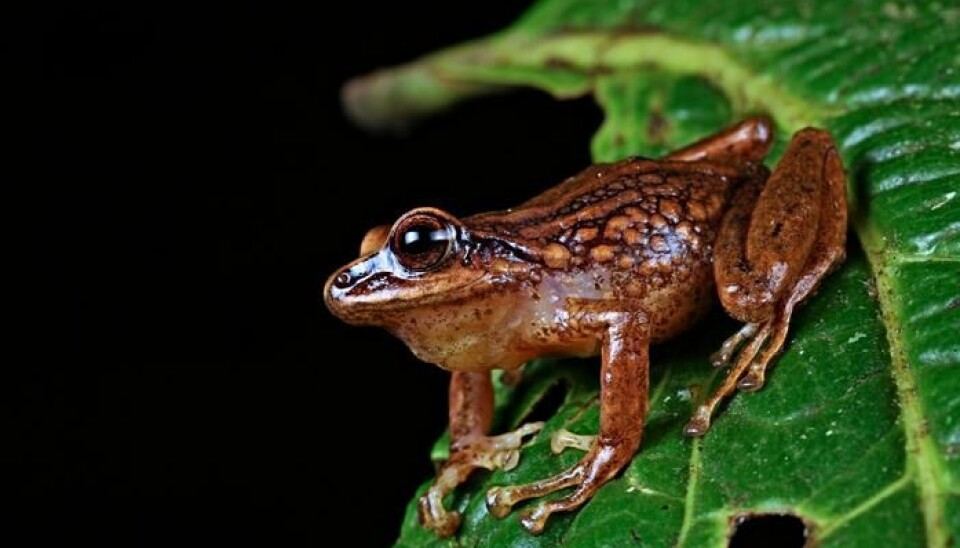 Pristimantis chinguelas kan kjennes igjen ved prikkene på siden.