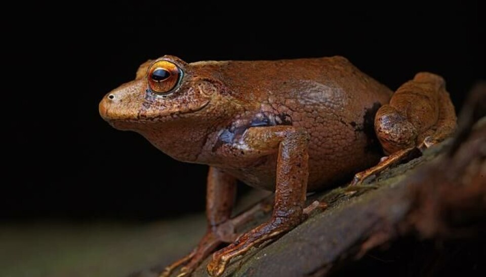 Slik ser frosken Pristimantis nunezcortezi ut. Pristimantis nunezcortezi som sitter på en sten.