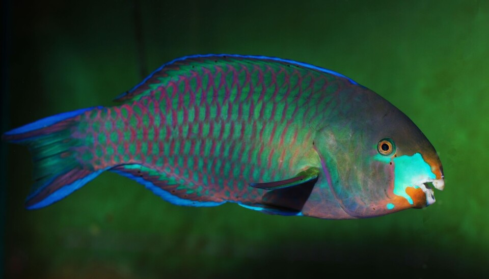 Papegøyefisken har nebb. Det gjør at den kan gnafse i seg alger fra korallene.