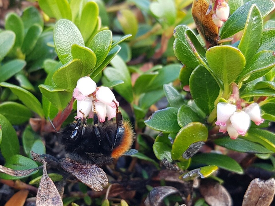 Ei berghumle finn maten til seg og sine i tyttebærblomster. Planta får pollinering og reprodusert seg medan vi kan få rikeleg med vitamin og energi frå dette superbæret.