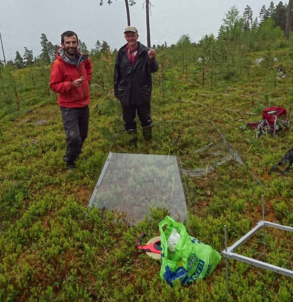 Mark Gillespie har utført mykje av forskingsarbeidet langs Storehaugfjellet. Her har han med seg Knut Rydgren som er ansvarleg for vegetasjonsanalysane. I forgrunnen eit minidrivhus, eit såkalla Open top chamber.