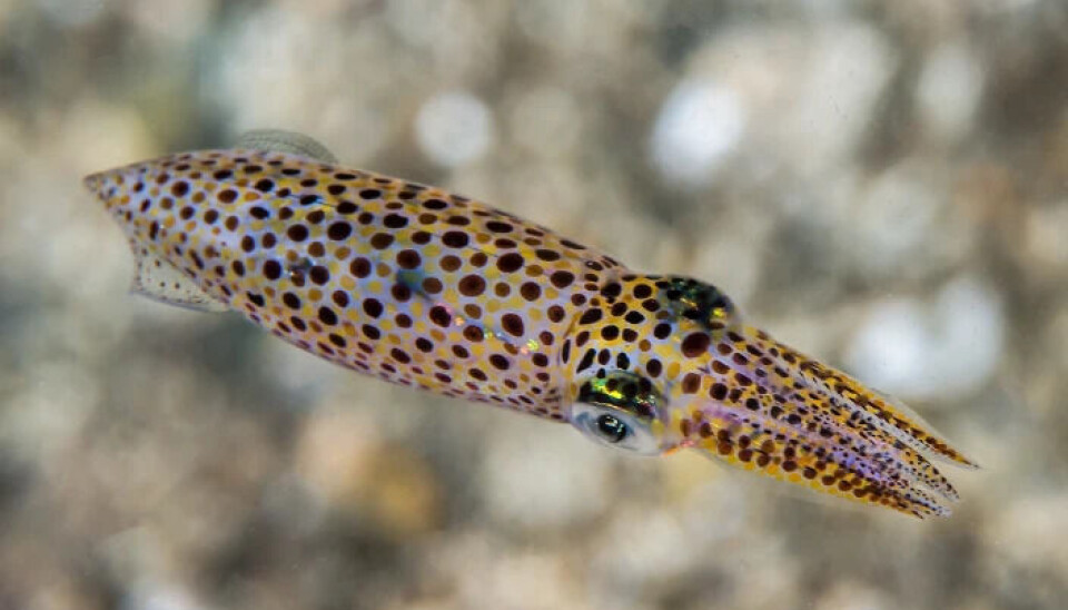Slik ser en akkar ut, toppen av hodet er spist og kan minne om en pil. En Alloteuthis subulata i havet.