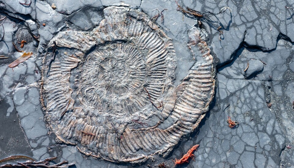 Fossil av en ammonitt. Fossilen til en ammonitt.