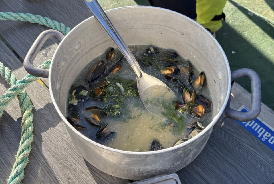 Muligens verdens første blåskjellsuppe tilberedt av blåskjell plukket på Svalbard?