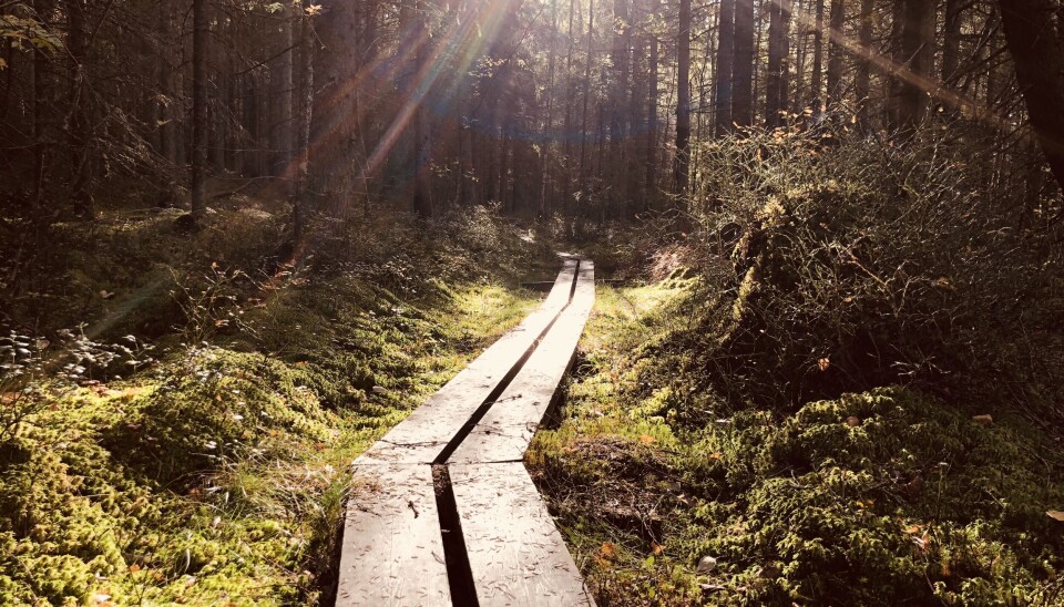 I et nordisk naturreservat kryr det av planter, dyr og sopp. Men noen steder på jorda er kjerneområde for hver art.