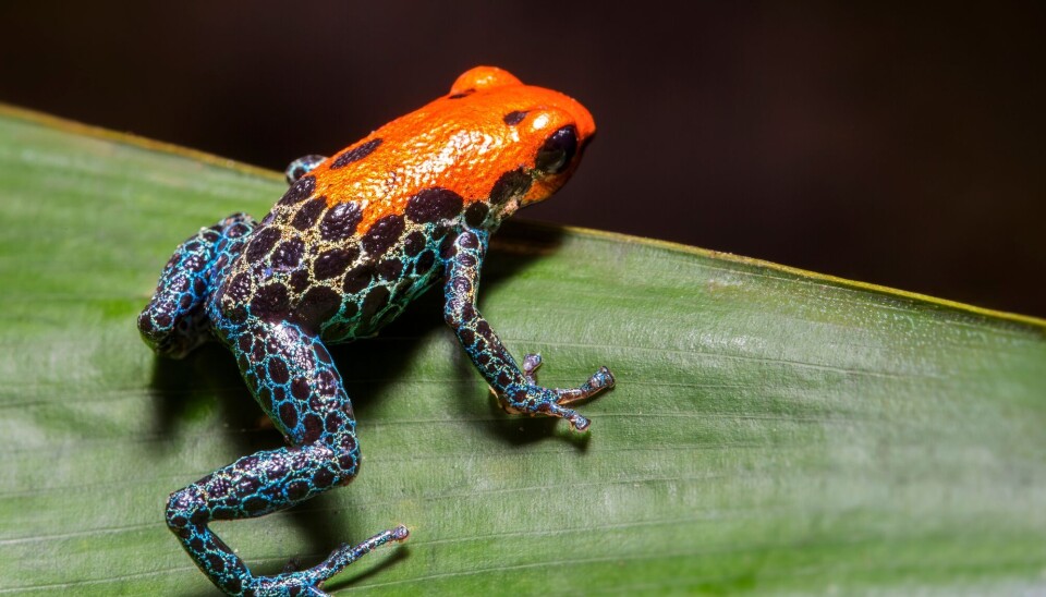 En fargerik og svært giftig frosk i Amazonas. Det biologiske mangfoldet er enormt. Men kanskje også veldig enkelt å forstå.