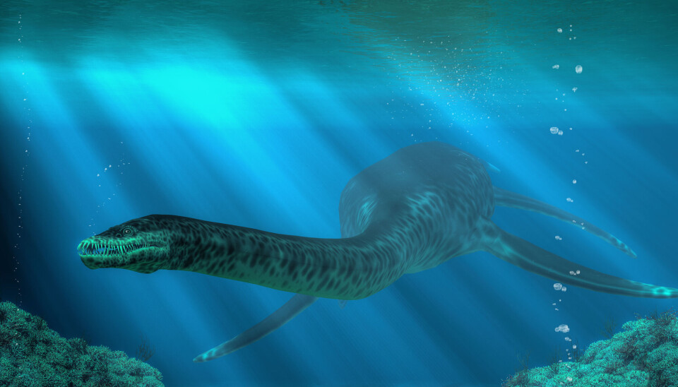 Styxosaurus er en type svaneøgle, og slik tror de at den kan ha sett ut. Tegning av en svaneøgle under vann.