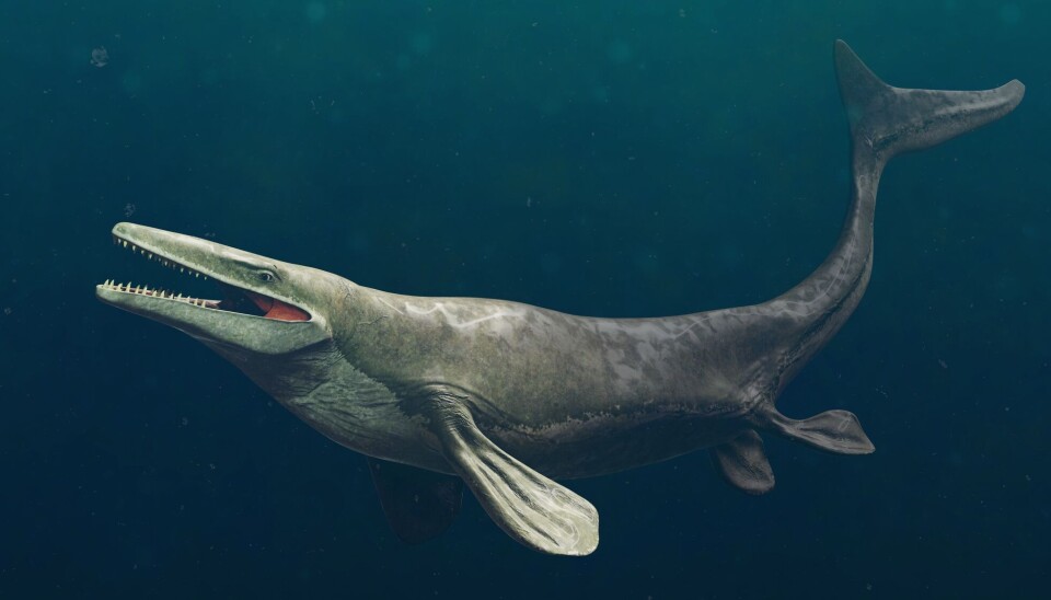 Slik kan en mosasaurus ha sett ut. En illustrasjon av en mosasaurus under vann.
