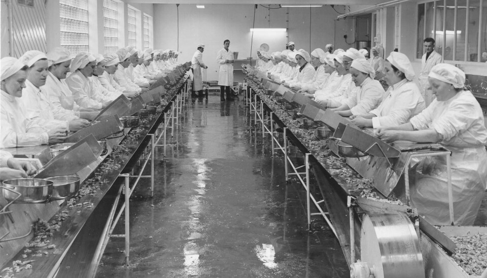 Etter 2. verdenskrig begynte vi å kjøpe mer ferdig mat. Ferdig pillede reker ble å få i ulike varianter. Dette bildet er fra rekeavdelingen på Findus-fabrikken i Hammerfest i 1955.