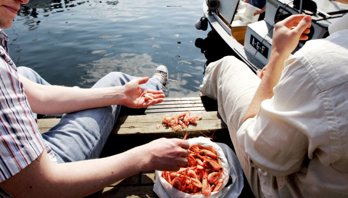 – En gåte at vi spiser reker