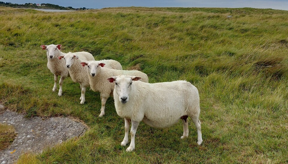 Drøvtyggere kan utnytte gras og kratt til produksjon av kjøtt, melk og ull. Beitebrukerne melder at deres bidrag til matsikkerhet er en viktig motivasjonsfaktor i en stadig mer urolig verden.