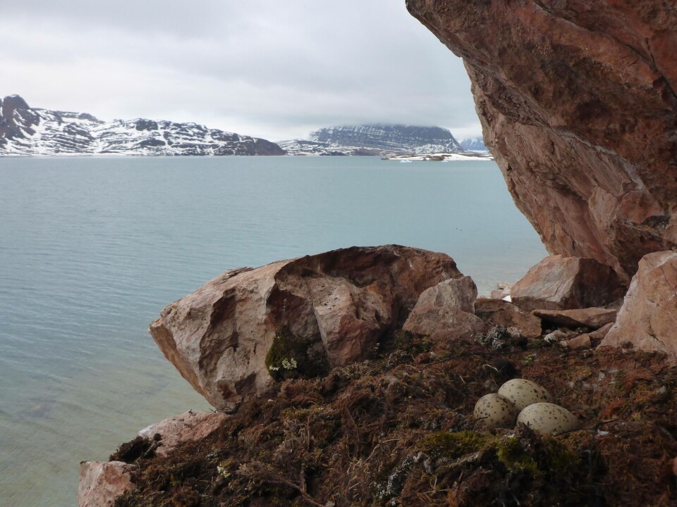 Et reir med polarmåkeegg ved Kongsfjorden på Svalbard.