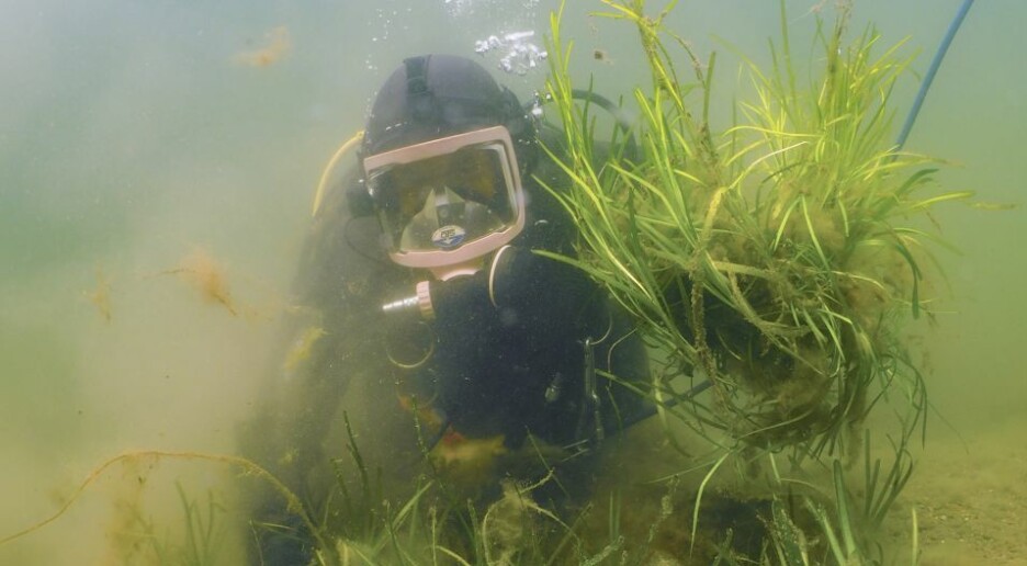 Ålegras dør ut i Oslofjorden: Kritiske for livet i havet