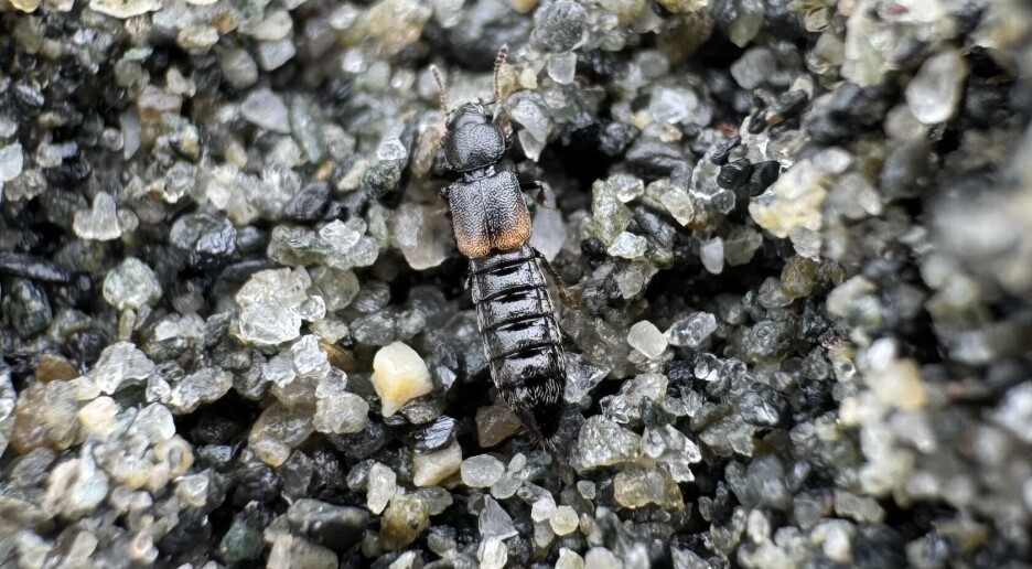 Ny bille oppdaget i Norge