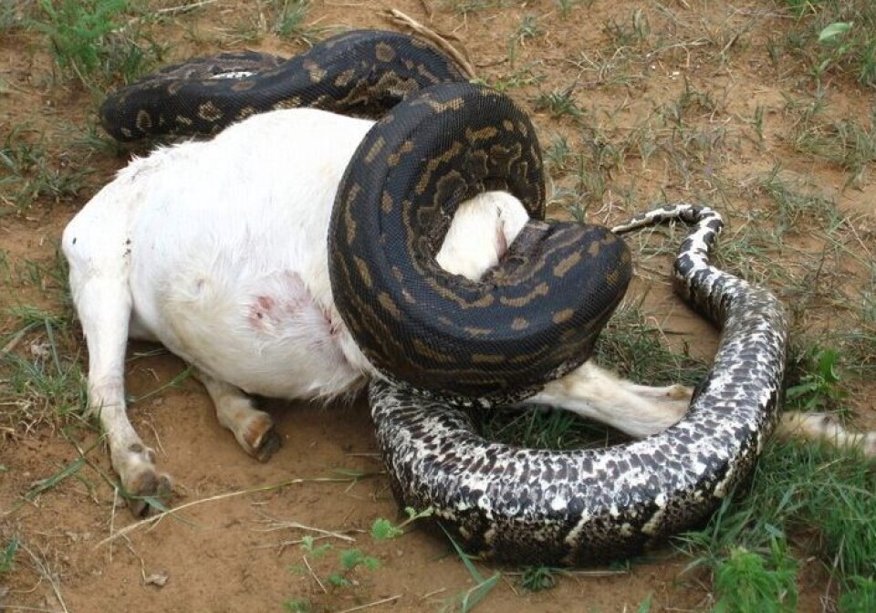 En pytonslange holder på å kvele en geit. Bildet er tatt i Zimbabwe.