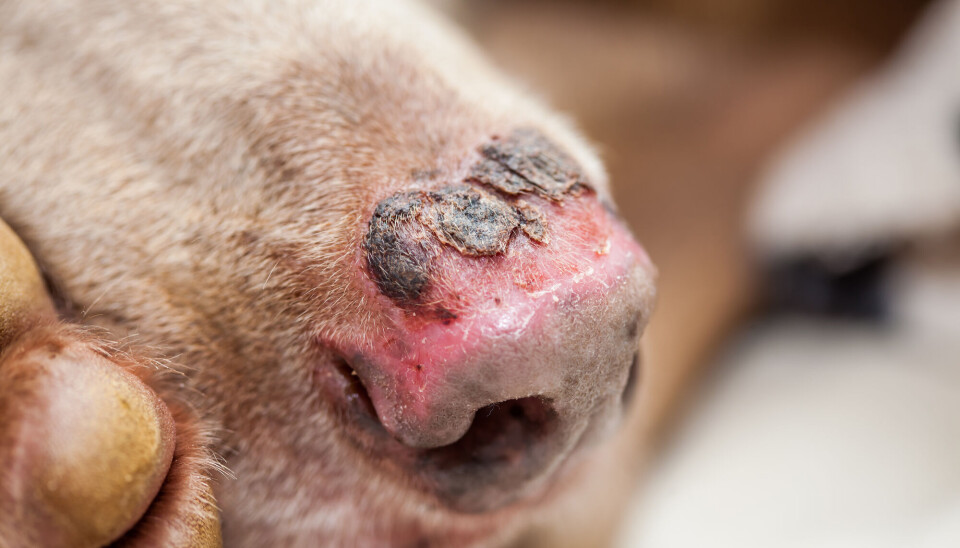 Slik kan en solbrent nese på en hund se ut.