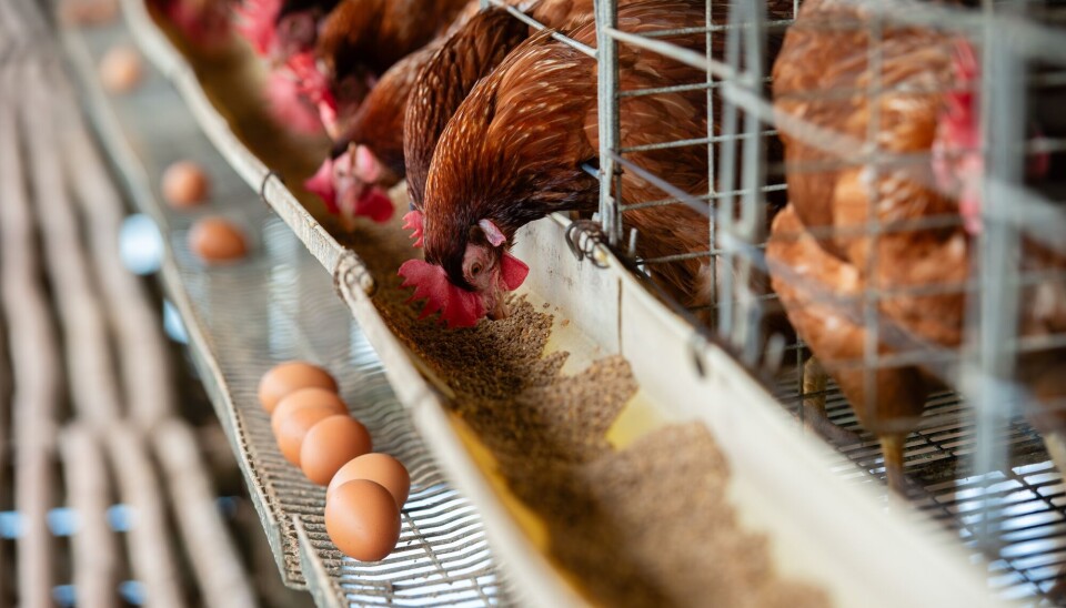 Vi bør være ekstra forsiktig med gårdsegg eller egg som ikke er fra Norden, ifølge Aspholm.