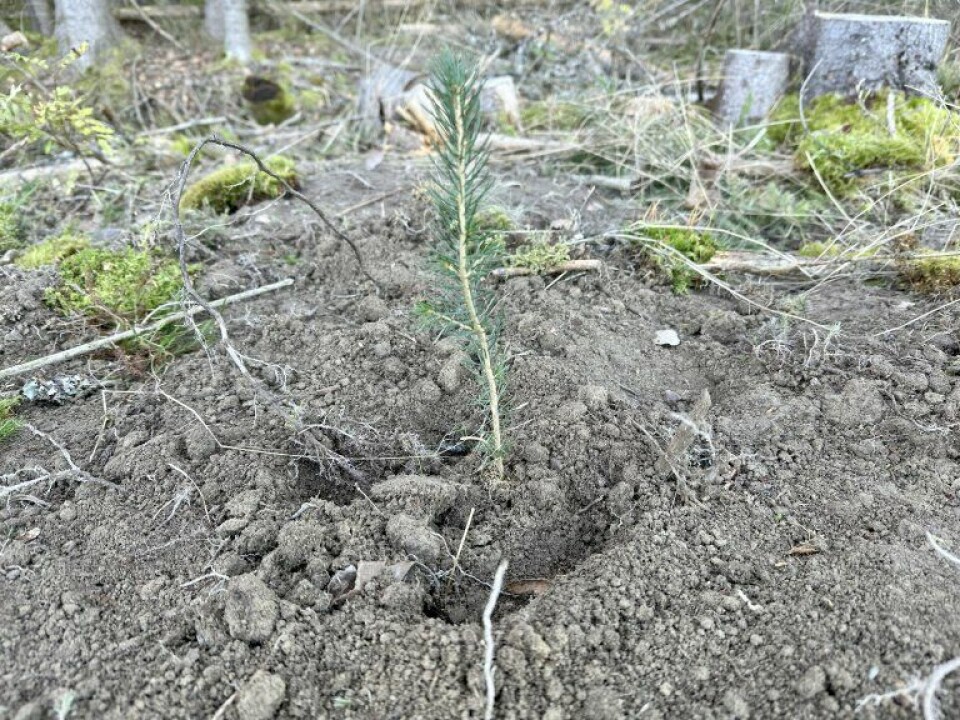 Etter at skogen hogges, er skogeier pliktig til å sørge for at det vokser opp ny skog. Dette skjer enten ved naturlig foryngelse eller ved skogplanting. Planting sikrer rask og jevn etablering av ny skog.