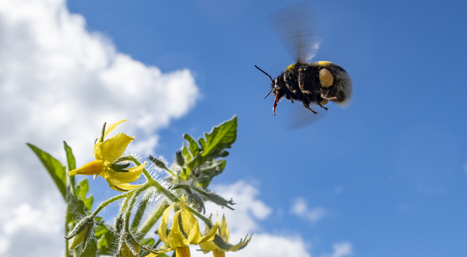 Humler tar ikke alltid de sunneste matvalgene