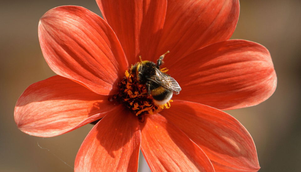 Ulike humler foretrekker forskjellige slags blomster.