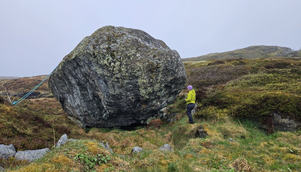 Fiskebollen ser ut som en trillrund. nordmørsk fiskball.