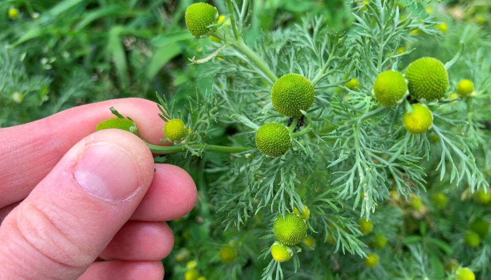 Ta tunbalderbrå-blomsten mellom fingrene og klem godt. Da kommer den tropiske, ananaslignende duften fram. Nærbilde av fingre som klemmer på en tunbalderbrå-blomst.