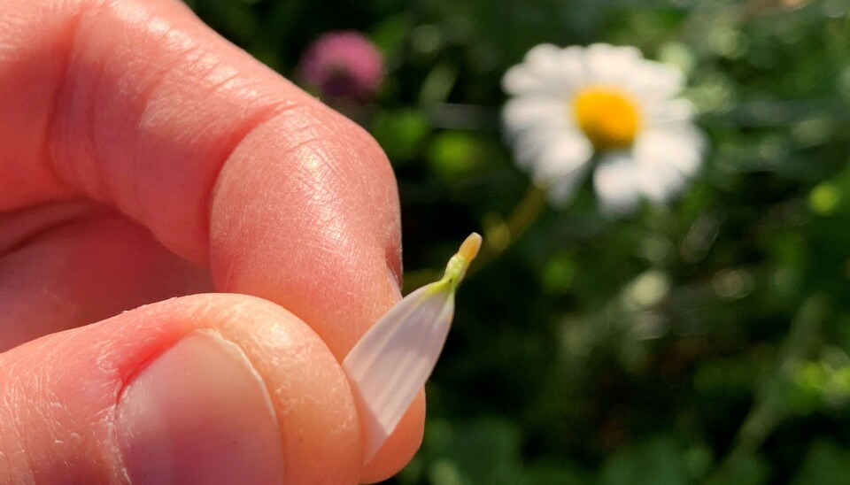 Den gule kurven i midten av prestekrager består også av massevis av rørkroner. Men i tillegg har de tungekroner rundt kanten. Dette er bitte små blomster med hvert sitt lange, hvite kronblad. Når du drar ut et kronblad, følger den lille blomsten med. Nærbilde av fingre som holder et hvitt kronblad som er trykket ut av en prestekrage-lignende blomst. I enden av kronbladet sitter en bitte liten rørformet blomst.