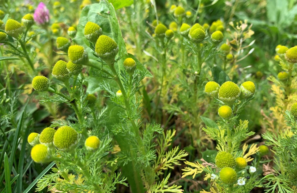 Tunbalderbrå er kanskje ikke den peneste blomsten i klassen. Men den fungerer forbløffende bra. Bilde av de gulgrønne blomstene til tunbalderbrå, blant andre vekster i veikanten.