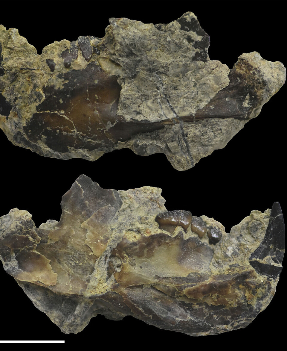 Fossilet som Weston fant. Fossil av kjeven til Novaculadon mirabilis.