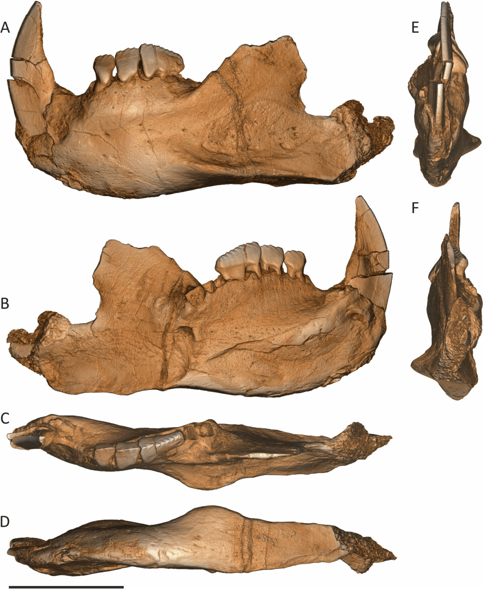 Slik ser en 3D-illustrasjon av kjeven ut. 3D animasjon av kjeven til novaculadon mirabilis.
