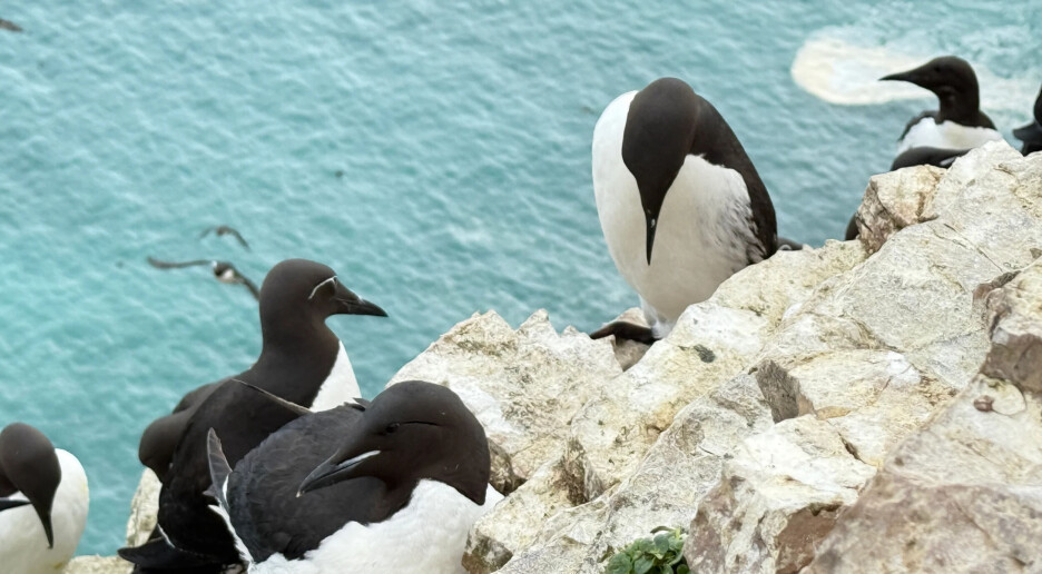 Blue er verdens eldste polarlomvi