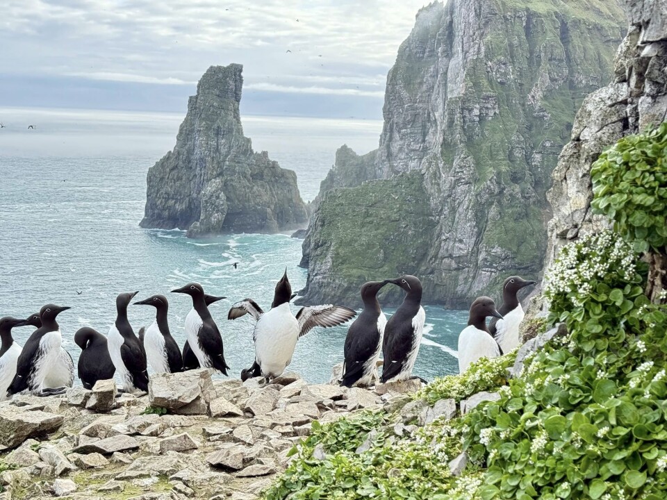 Havet er rikt på mat og gjør Bjørnøya til en magnet for sjøfugler i hekketiden. I tillegg er øya det eneste landfaste området mellom Spitsbergen og fastlands-Norge.