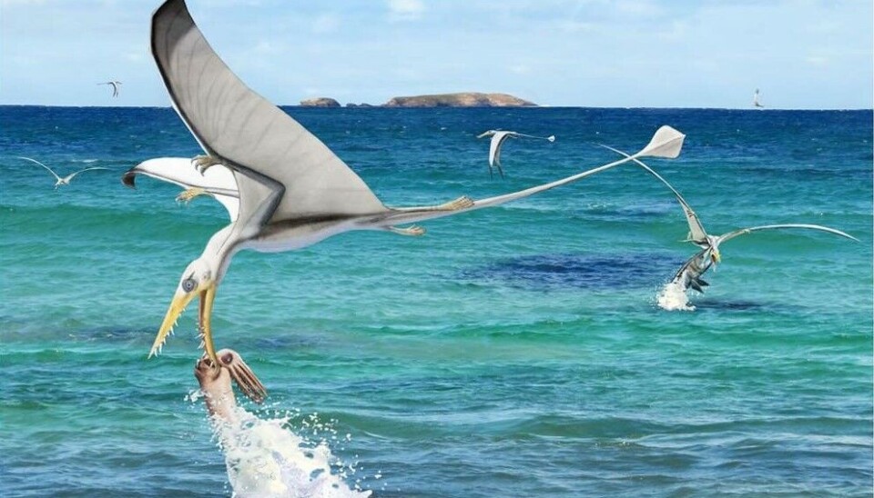 Rhamphorhynchus er en type flygeøgle, som Weston forsker på til sin master. Illustrasjon av Rhamphorhynchus, som flyr over havet.