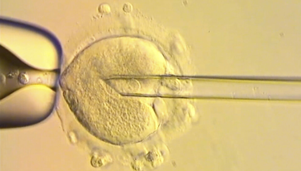 Forskere har flyttet cellekjerner fra et embryo med mors og fars arvemateriale til et donorembryo med friske mitokondrier. Dermed får barnet nesten alt DNA fra foreldrene, men unngår potensielt dødelig mitokondriesykdom.