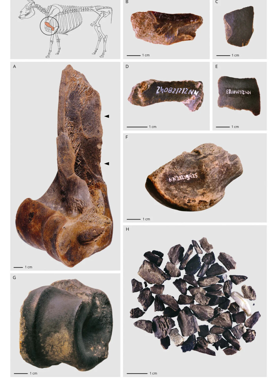 Forskerne mener at neandertalerne knuste dyrebein for å utvinne fett fra dem. Sammensatt bilde som viser merkede forhistoriske dyrebein og tenner (A–G) med målestokk, et diagram av et dyreskjelett øverst til venstre og en haug små beinfragmenter (H) nederst til høyre.