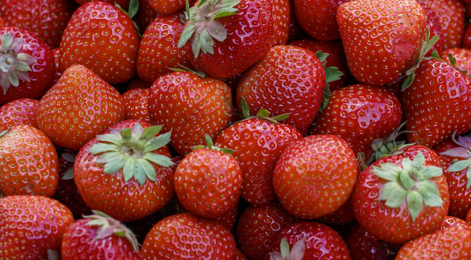 Norske jordbær smaker ikke som før – mindre Korona får skylda