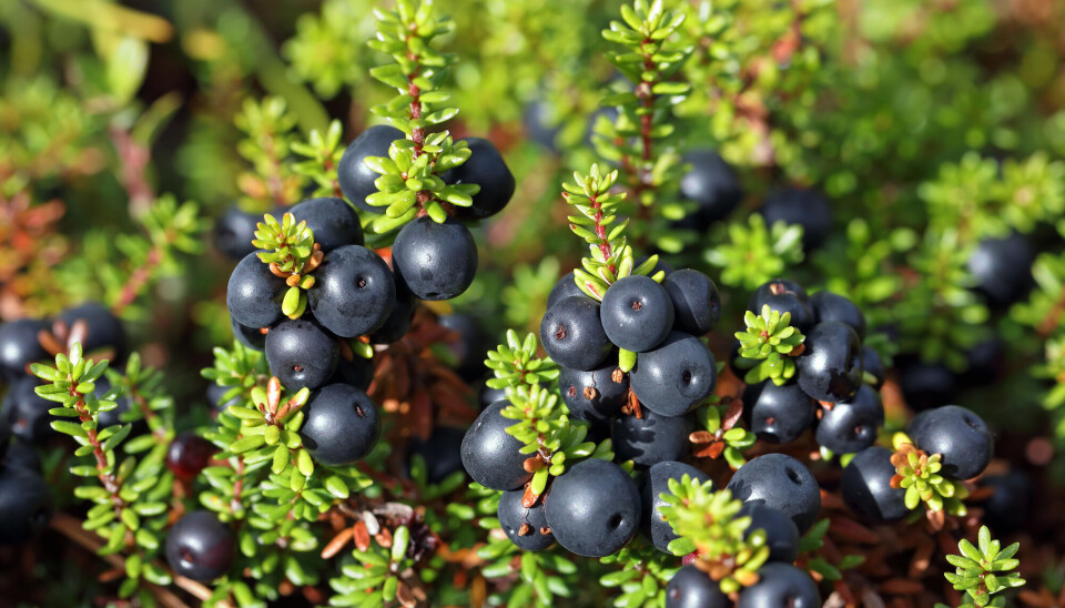 Krekling kan ligne på blåbær, men er mørkere i fargen og smaker ikke det samme. Krekling på lyng i skogen.