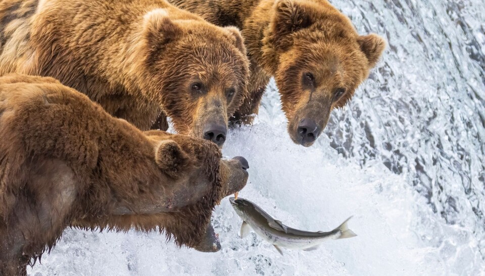I Katmai Nasjonalpark står bjørnene klare for å fange seg en matbit. Tre bjørner står ved et fossefall i en elv i Katmai nasjonalpark i Alaska. To ser på mens den ene fanger en fisk.