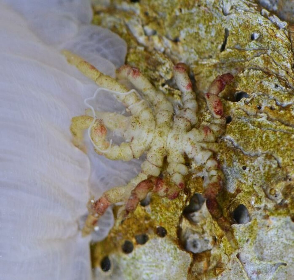 En hunn av Pycnogonum litorale som spiser på en sjøanemone.