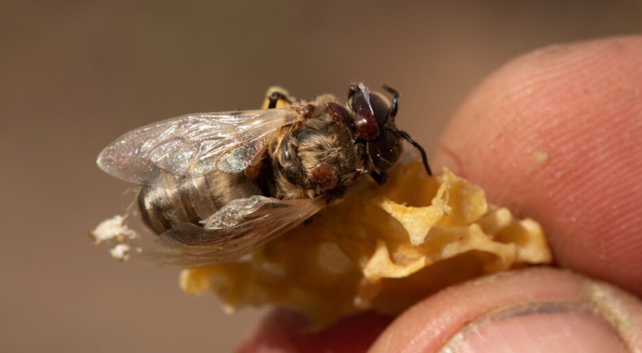 Forskere peker på årsaken bak rekordhøy biedød i USA