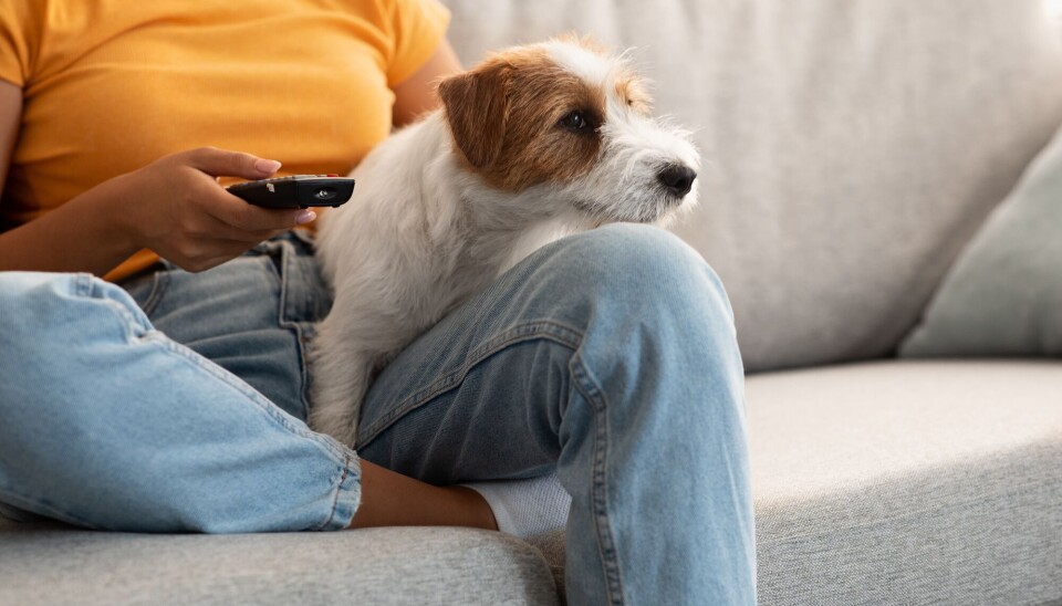 Hundeeiere svarte på hvordan hunden deres reagerte på ulike TV-programmer.
