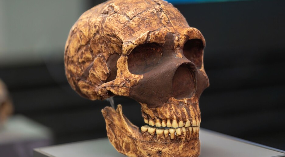 Neandertalerne var smartere enn vi har trodd, ifølge ny forskning