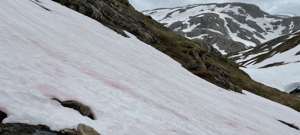 Snø Rellingen Miljø - forskning.no
