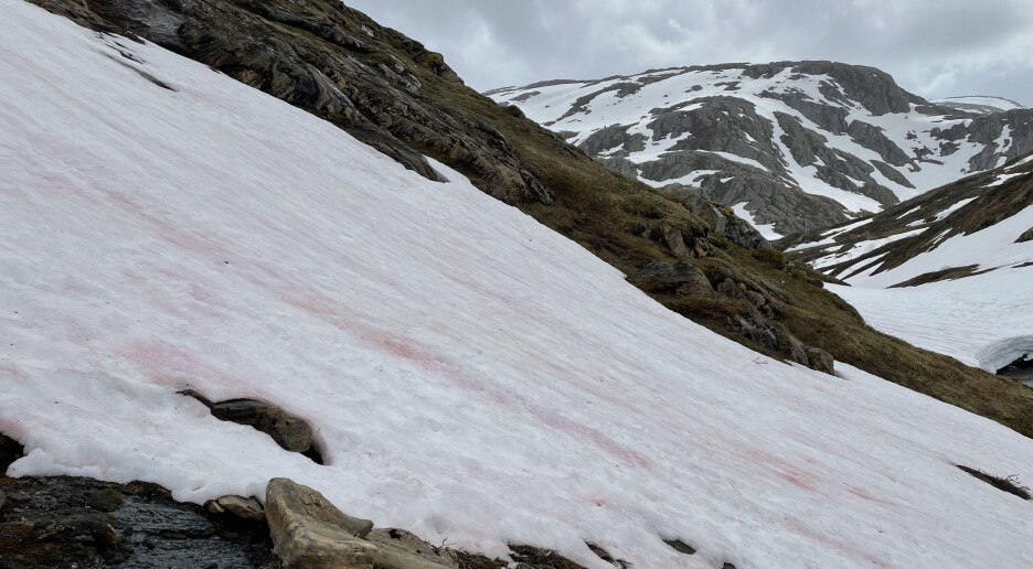 Derfor kan du se rød snø i nordnorske fjell