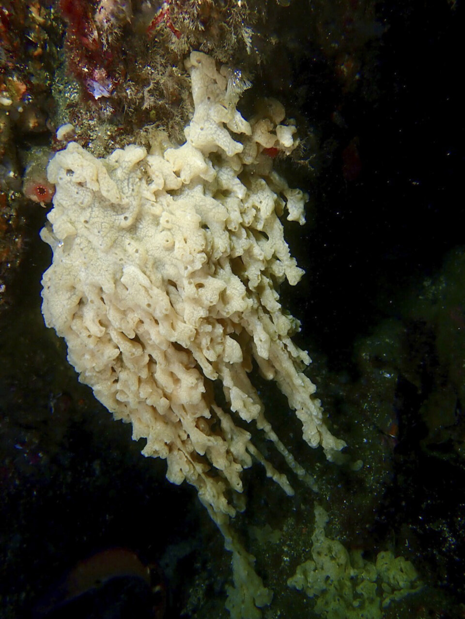 Havnespy sprer seg på grunn havbunn og presser ut planter og dyr som er avhengige av hverandre og lever på bunnen.