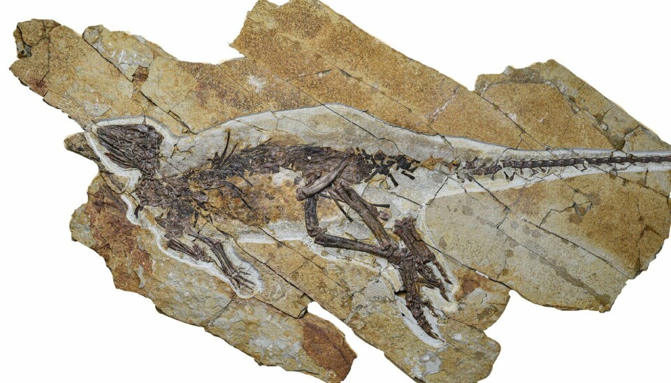 Slik ser skjelettet til dinosauren Pulaosaurus ut. Fossil av Pulaosaurus.